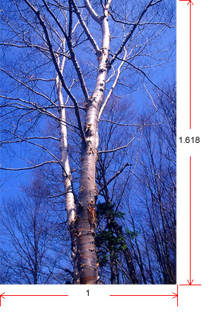 黄金比サイズの画像